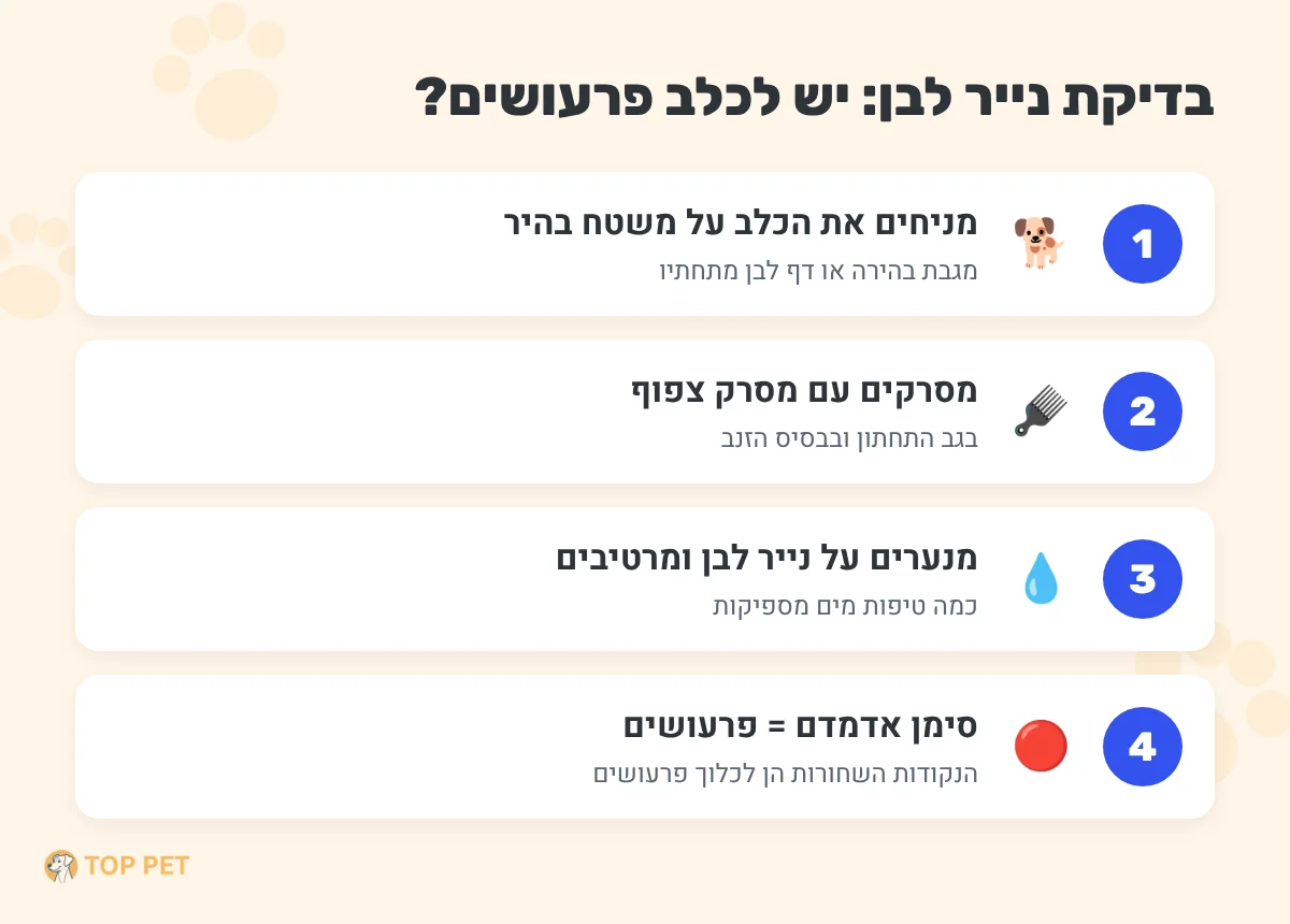פרעושים וקרציות אצל כלבים: איך מזהים, איך מטפלים ואיזו הגנה מתאימה לכלב שלכם