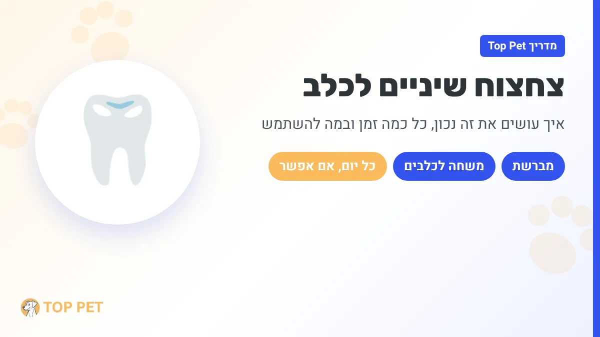 צחצוח שיניים לכלב - מברשת ומשחת שיניים לכלבים